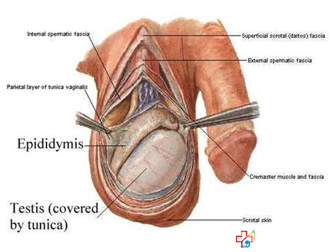 睪丸脹痛怎么辦-九江醫(yī)大醫(yī)院